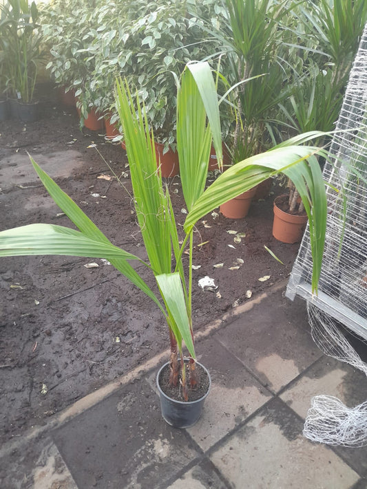 Washingtonia Robusta 90-110 cm – Mexikanische Fächerpalme für Garten & Terrasse – 2-3er Tuff Pflanze kaufen