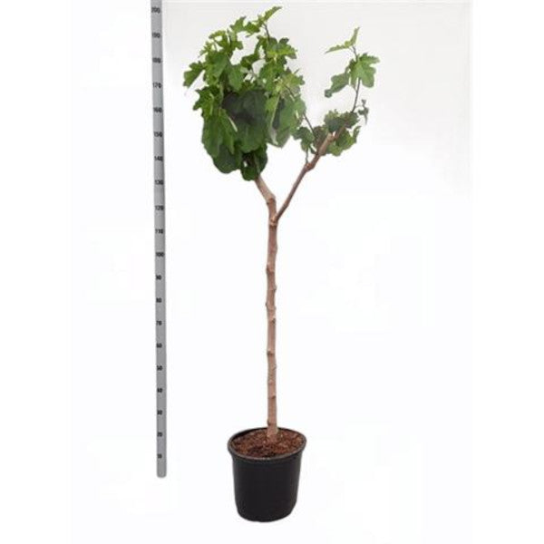 Feige Napolitana Baum 160-200 cm - Ficus carica -kräftiger Stamm - Feigenbaum