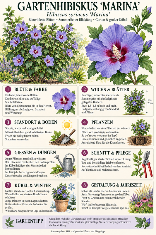 Gartenhibiskus ‘Marina’ – Hibiscus syriacus – winterharter Garteneibisch mit blauen Blüten – 180–250 cm inkl. Topf