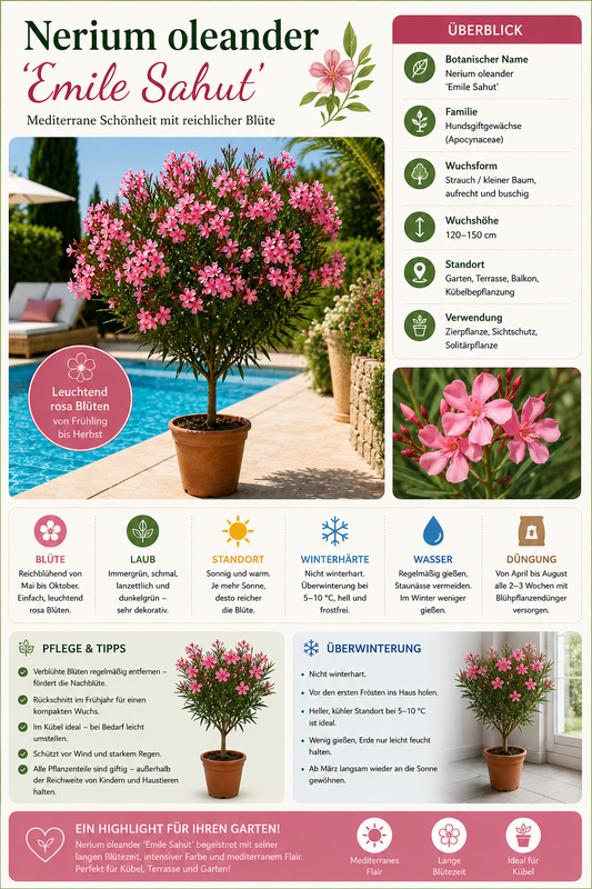 Oleander Stämmchen Emile Sahut 120–150 cm – Nerium Oleander mit roten Blüten, mediterrane Kübelpflanze