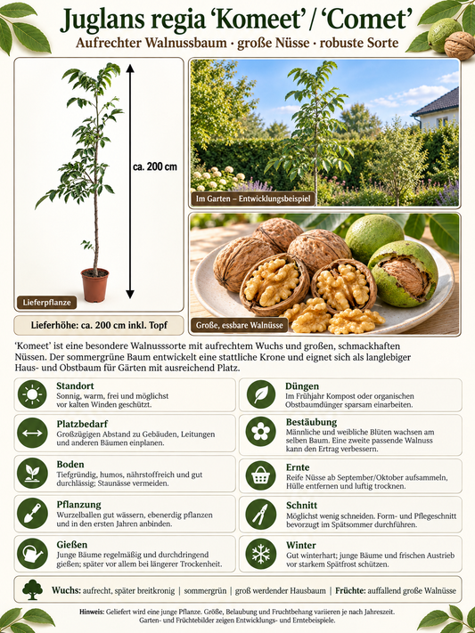 Walnussbaum ‘Komeet’ (Comet) ca. 200 cm – Juglans regia, winterharter Nussbaum und Obstbaum