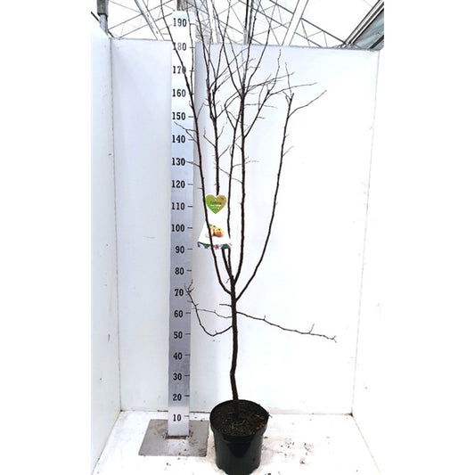 Quitte Cydonia oblonga 'Leskovacka' – Große Serbische Birnenquitte, 160–200 cm Hoch, Obstbaum im Container