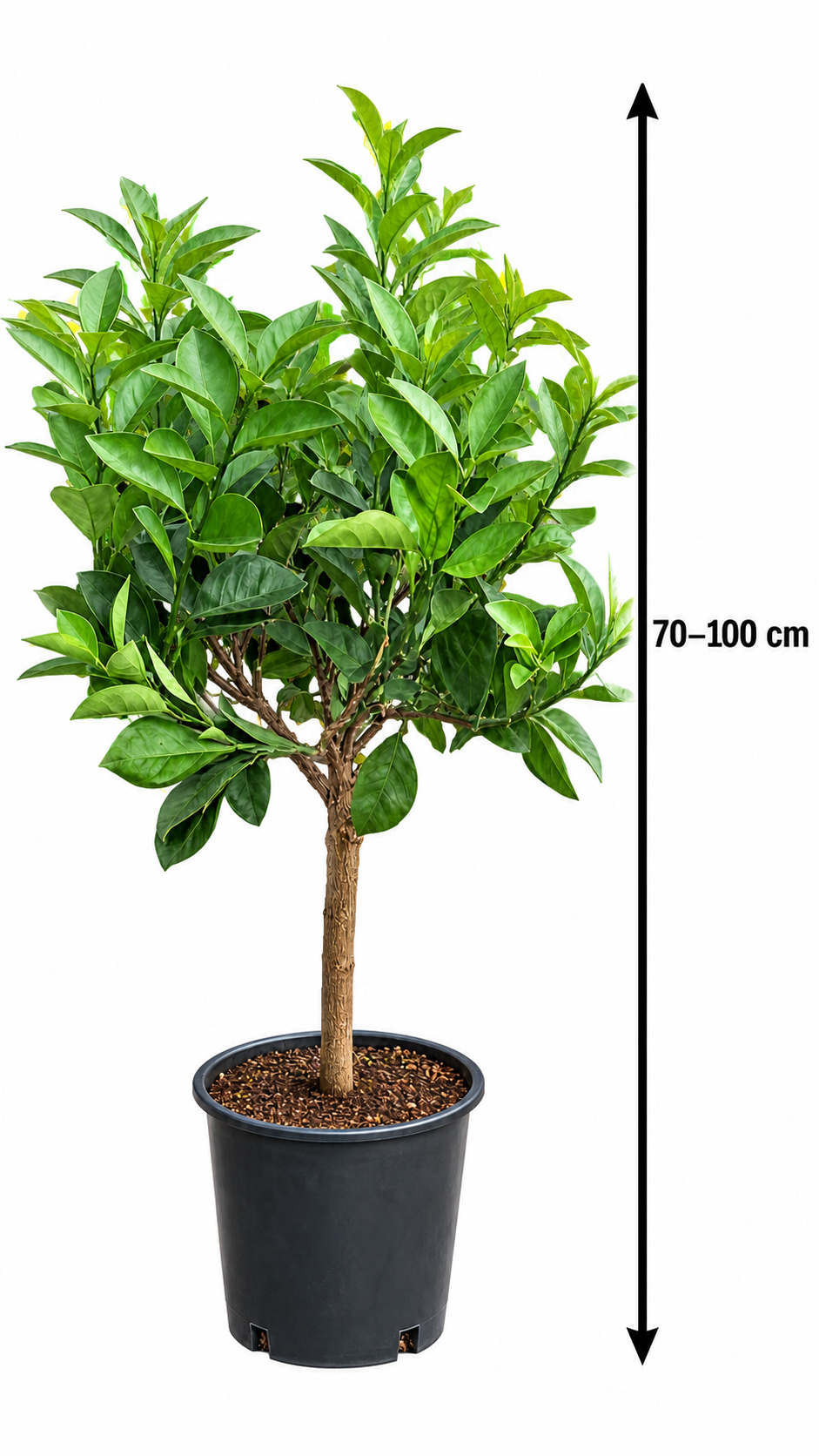 Orangenbaum ‘Cara Cara’ – Citrus sinensis, süße Navelorange mit rosa Fruchtfleisch für Balkon & Terrasse – 70–100 cm inkl. Topf