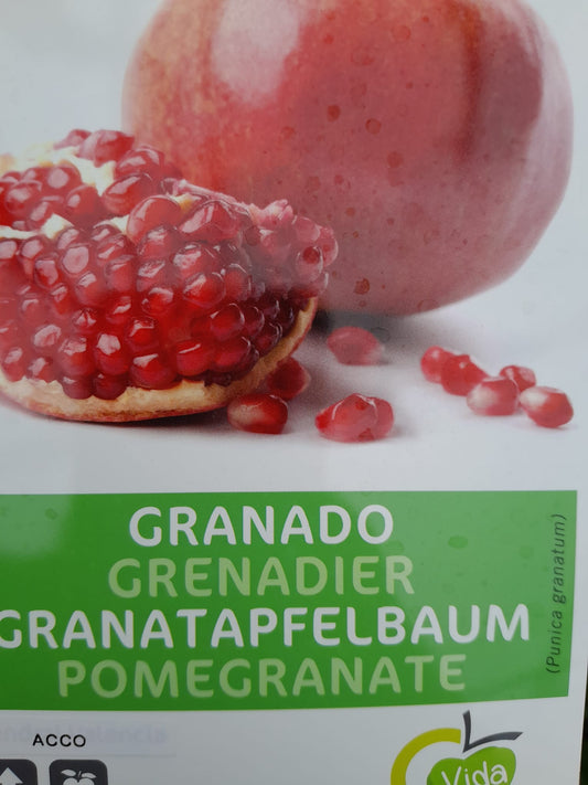 Granátové jablko 'Acco' 150-190 cm standardní strom - Punica Granatum - Ovocný strom - Granátová jablka / DOPRAVA ZDARMA