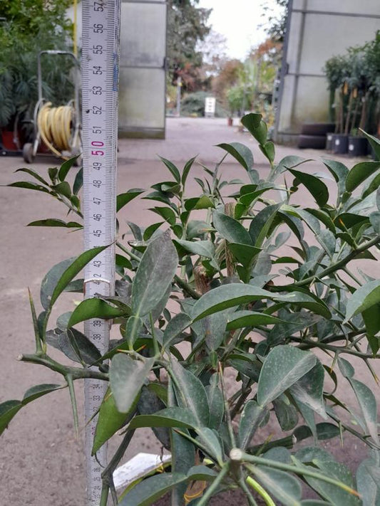 Citrus junos Yuzu ca. 50 cm - Exotische Zitrusfrucht für Garten und Balkon - frosthart bis -12°C