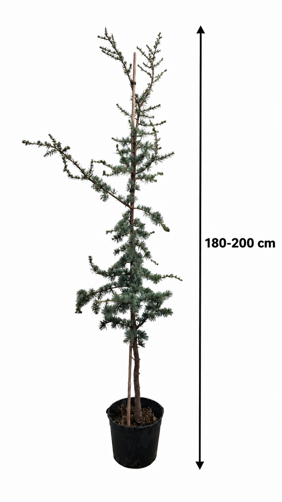 Blaue Atlaszeder ‘Glauca’ 180–200 cm – Cedrus atlantica, winterharter Nadelbaum für Garten & Kübel