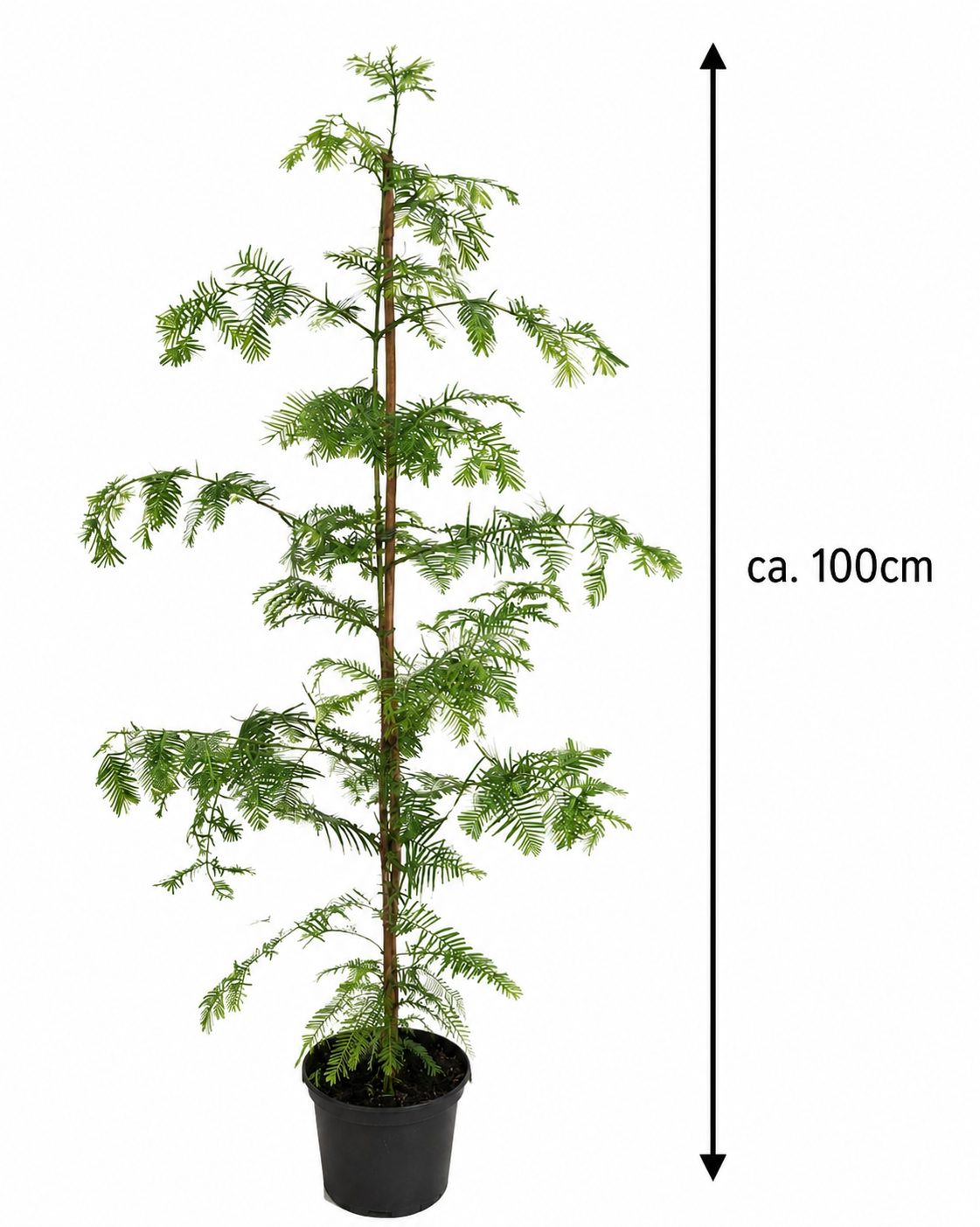 Urweltmammutbaum ca. 100 cm (Metasequoia glyptostroboides) – Winterharter Nadelbaum, schnellwachsender Solitärbaum für Garten & Park