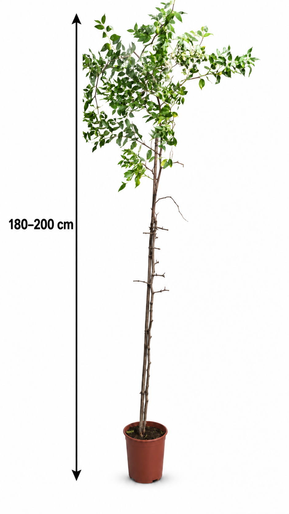 Ziziphus jujuba Größe L 180–200 cm – Chinesische Dattel, winterharter Jujube-Obstbaum