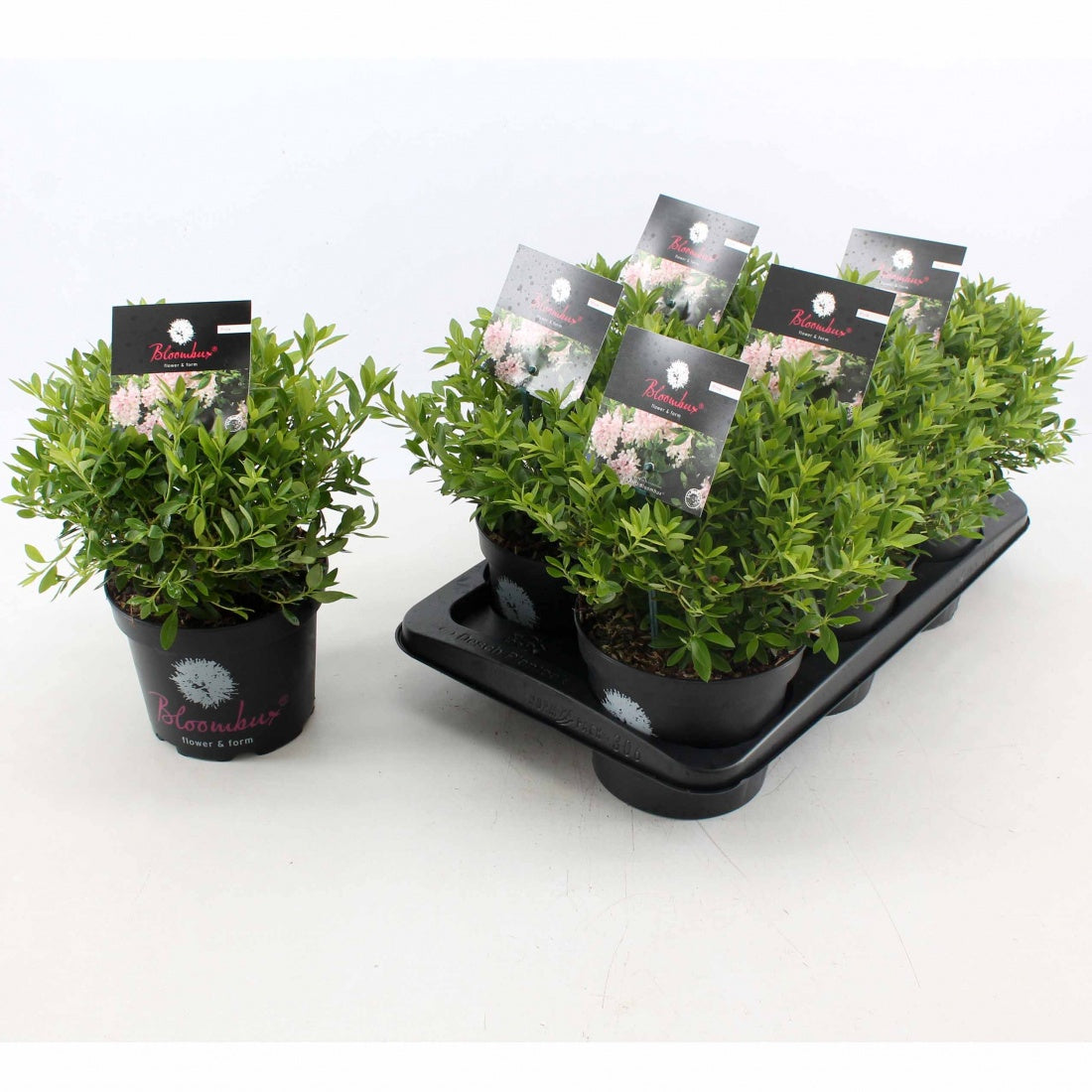 Rhododendron Bloombux (ca. 30 cm) – Kompakter Zwerg-Rhododendron für Garten & Terrasse