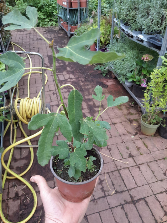 Ficus carica Bornholms diamant Busch 30-40 cm - Feigenbaum - Winterhart - Gartenpflanze