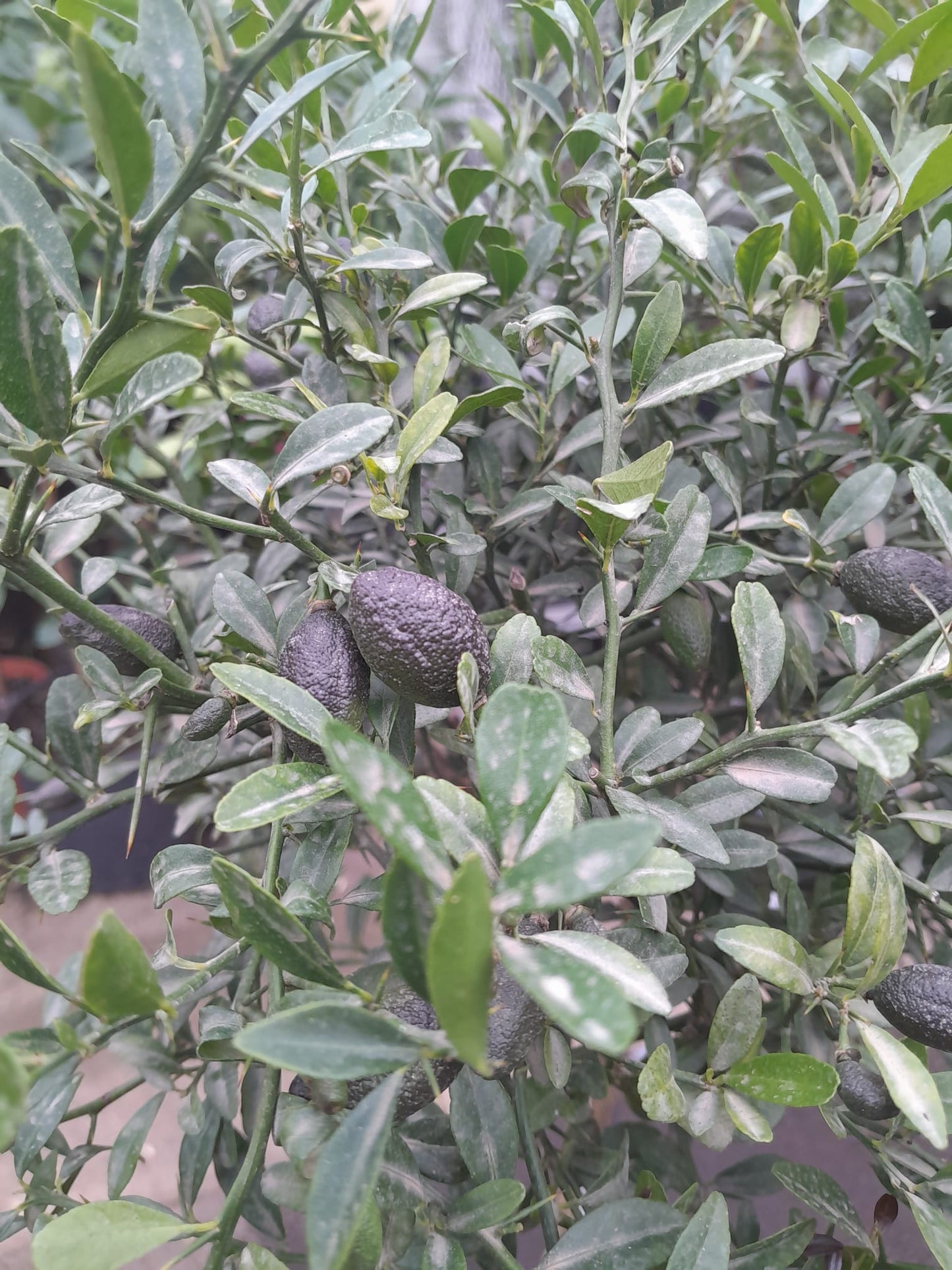 Australská prstová limetka Durham's Emerald 120-140 cm - Caviar Lime - Caviar Lime - zelená dužnina - částečně s plody / DOPRAVA ZDARMA