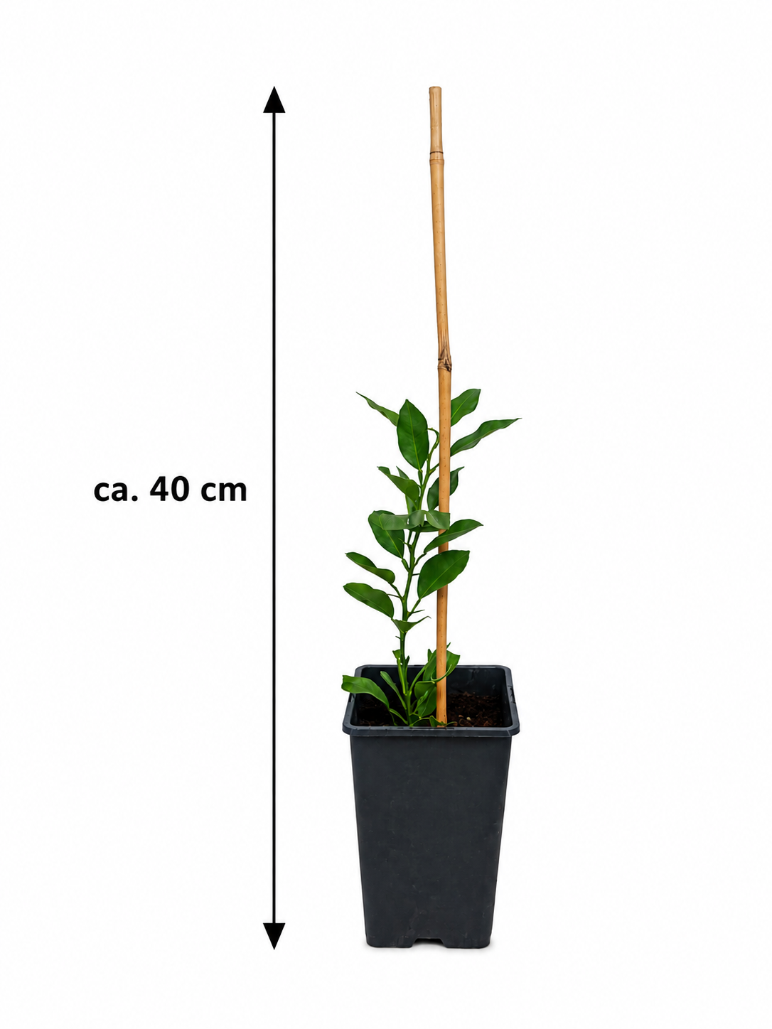 Yuzu Zitrone ca. 40 cm – Citrus junos – winterharte Japanische Zitrone für Kübel, Balkon und Terrasse
