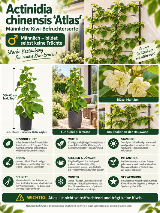 Männliche Kiwi ‘Atlas’ 50–70 cm – Actinidia chinensis – Befruchter-Kiwipflanze für Garten und Terrasse