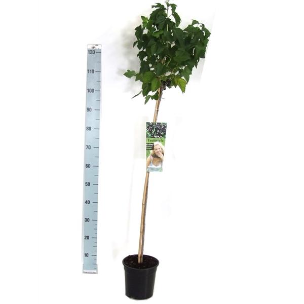 Schwarze Johannisbeere 'Silvergieters Schwarze' – Hochstamm 100-120 cm | Robuste Ribisel / Cassis für Garten & Terrasse
