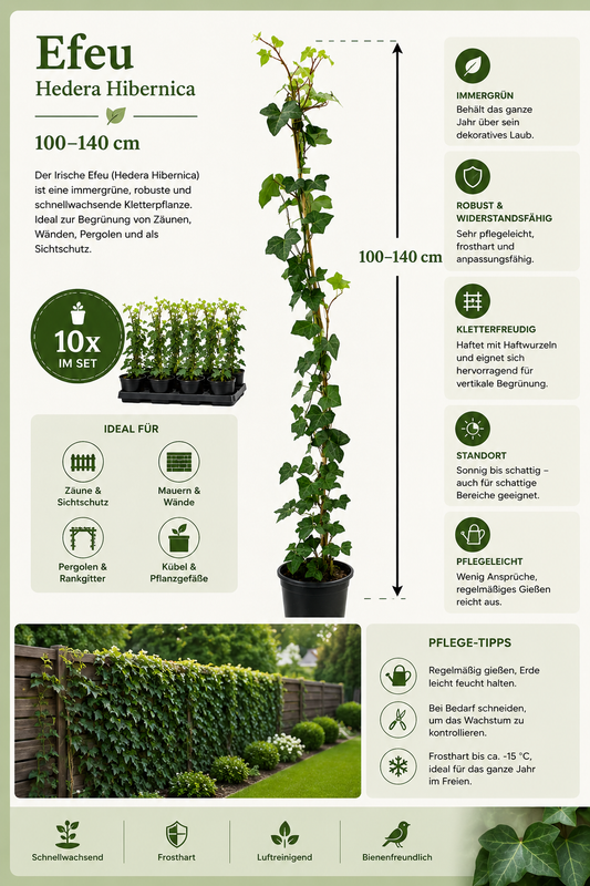 10 x břečťan 100-140 cm Hedera Hibernica 10 stálezelených popínavých rostlin pro 3metrový živý plot se 100% soukromím Neprůhledné popínavé rostliny