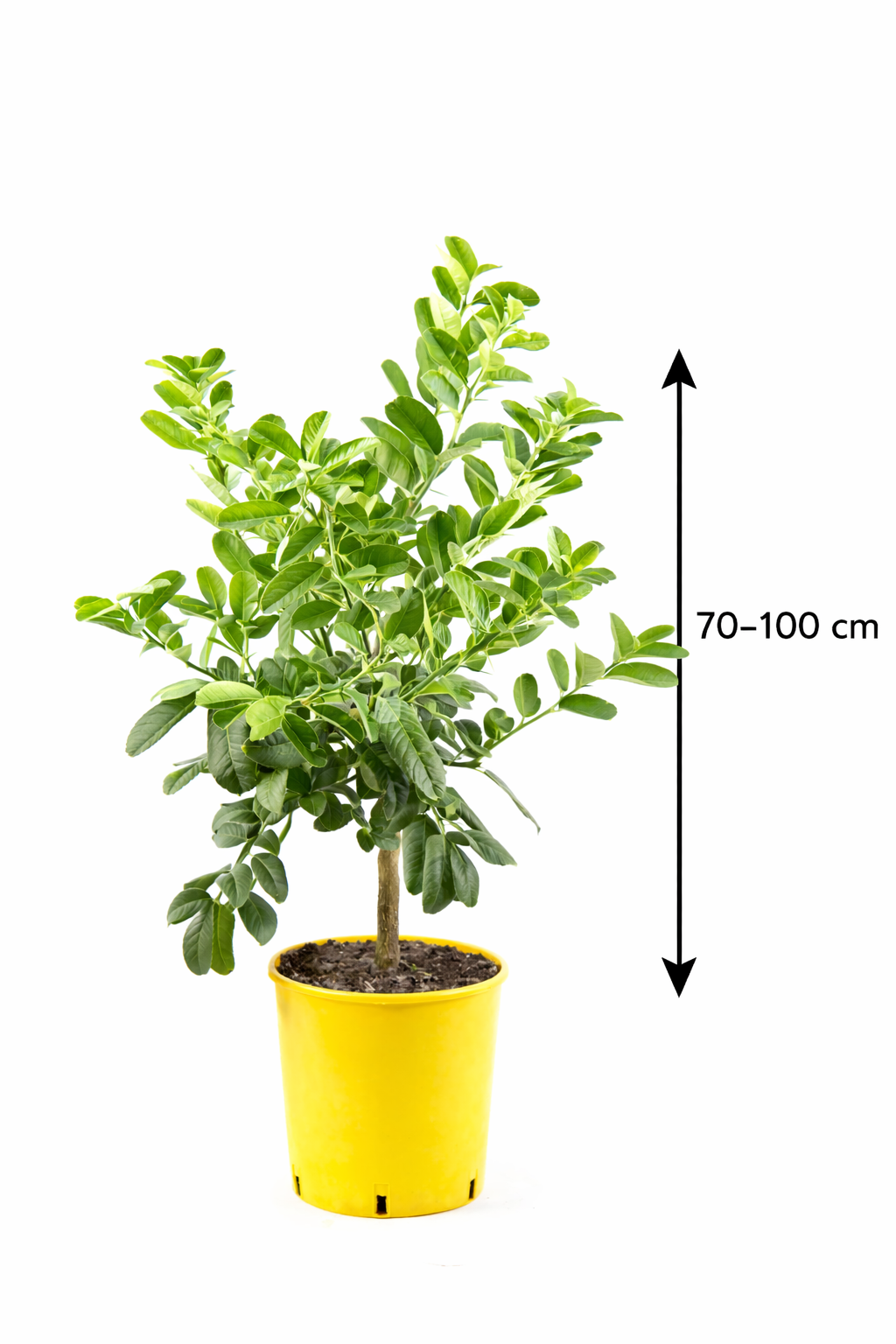 Buddhas Hand Pflanze 70–100 cm – Zitronatzitrone / Fingerzitrone (Citrus medica sarcodactylis) – Exotischer Zitronenbaum für Balkon & Garten