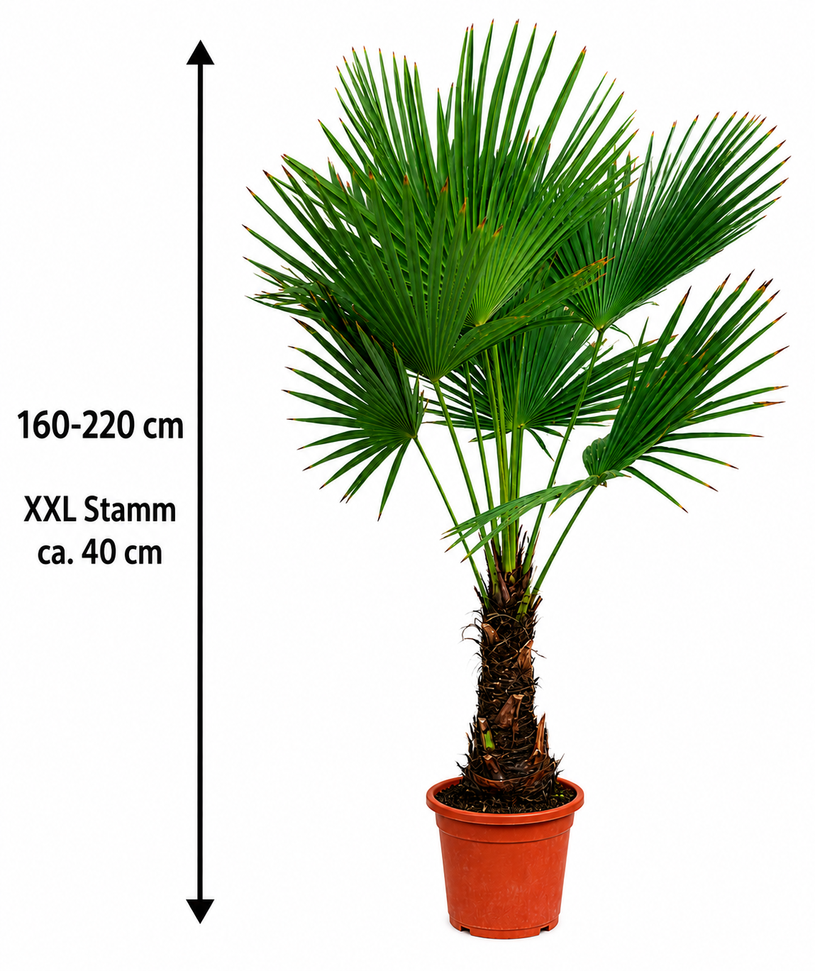 Chinesische Hanfpalme 160–220 cm mit XXL-Stamm ca. 40 cm – Trachycarpus fortunei, winterharte Fächerpalme