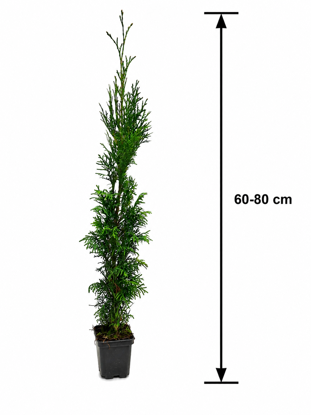 Thuja Smaragd 60–80 cm im P9 Topf – Lebensbaum Smaragd – Immergrüne Heckenpflanze – Thuja occidentalis Smaragd