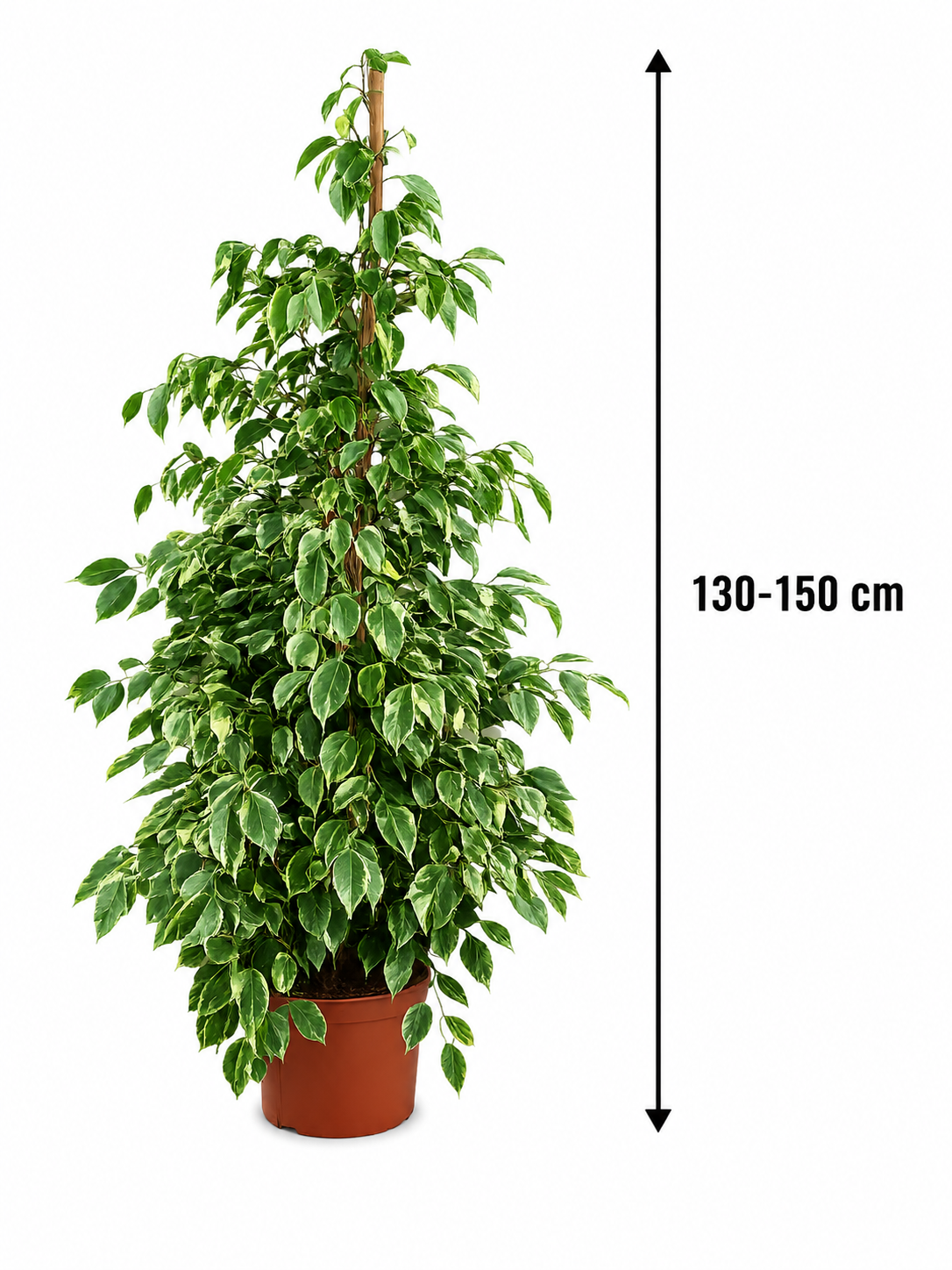 Ficus Benjamina 'Golden King' – Nenáročná pokojová rostlina, čistička vzduchu a poutavá rostlina, 130-150 cm