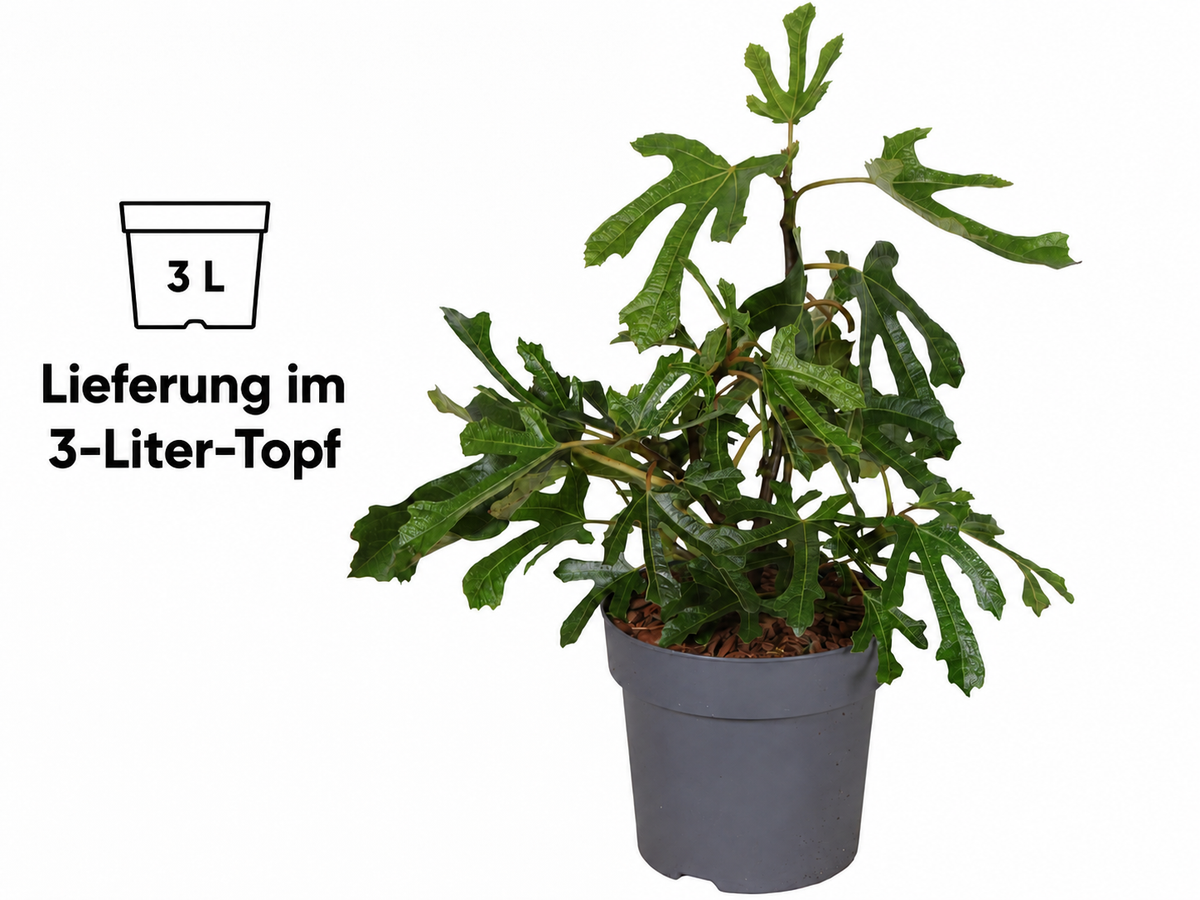 Zwergfeige ‘Little Miss Figgy’ – kompakter Feigenbaum (Ficus carica) im 3-Liter-Topf – winterharte Balkonfeige für Garten & Terrasse