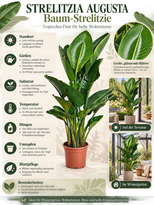 Strelitzia augusta 130–150 cm – Weiße Paradiesvogelblume, große Zimmerpflanze für Wohnzimmer & Wintergarten