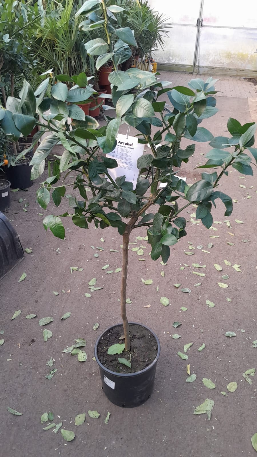 Orangenbaum Arcobal 130-170 cm "Regenbogen Orange" – Citrus sinensis 'Arcobal' 130–170 cm: Exotischer Zitrusbaum für Garten & Balkon