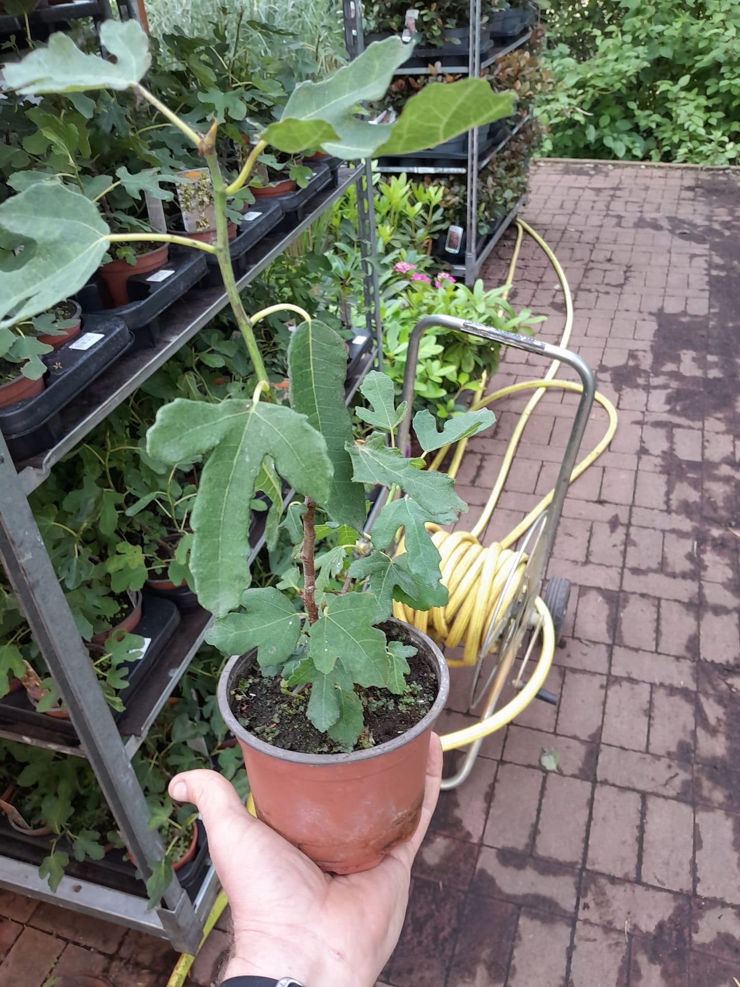 Ficus carica Bornholms diamant Busch 30-40 cm - Feigenbaum - Winterhart - Gartenpflanze