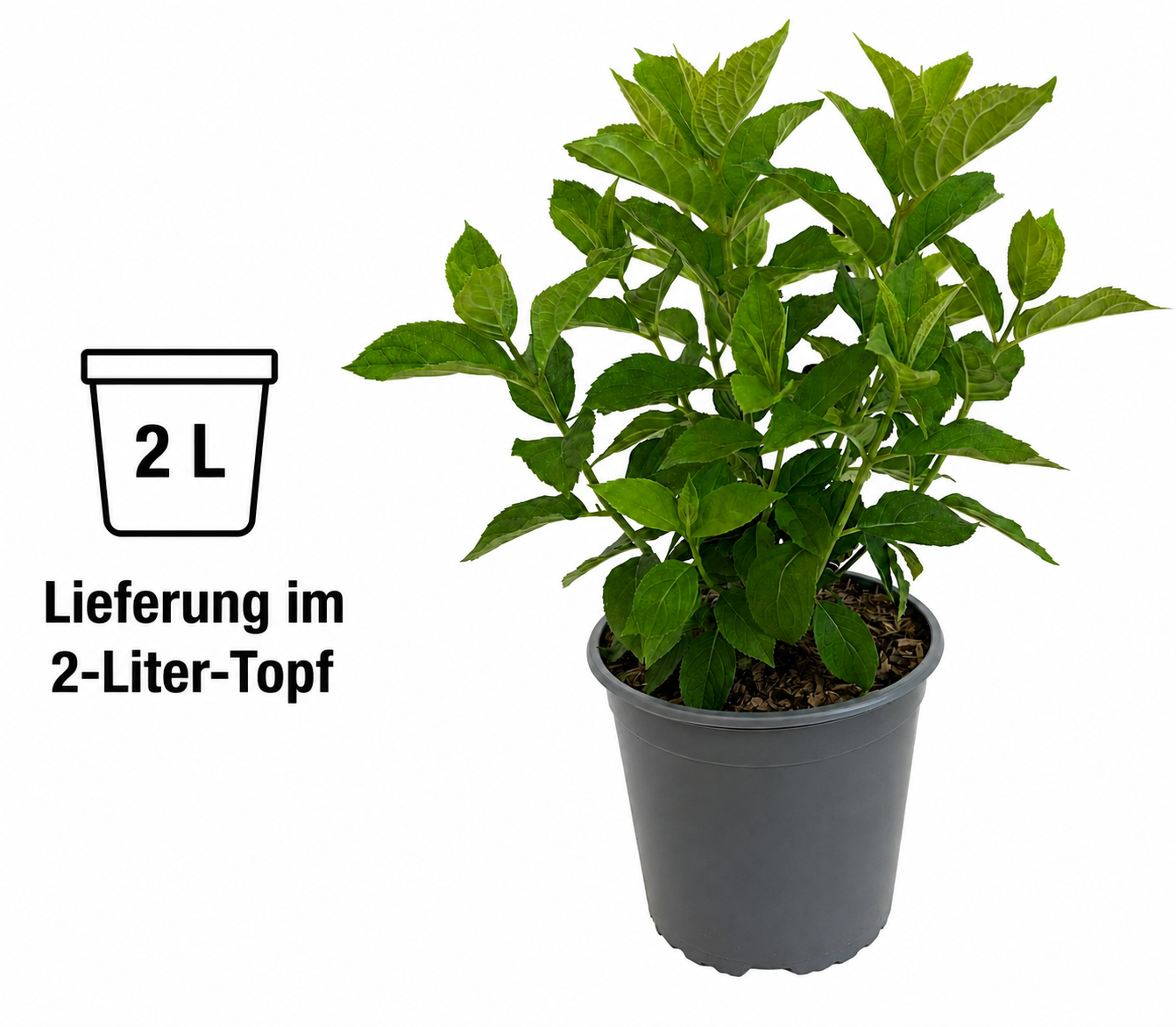 Rispenhortensie Limelight – Hydrangea paniculata im 2-Liter-Topf – winterharte Gartenhortensie