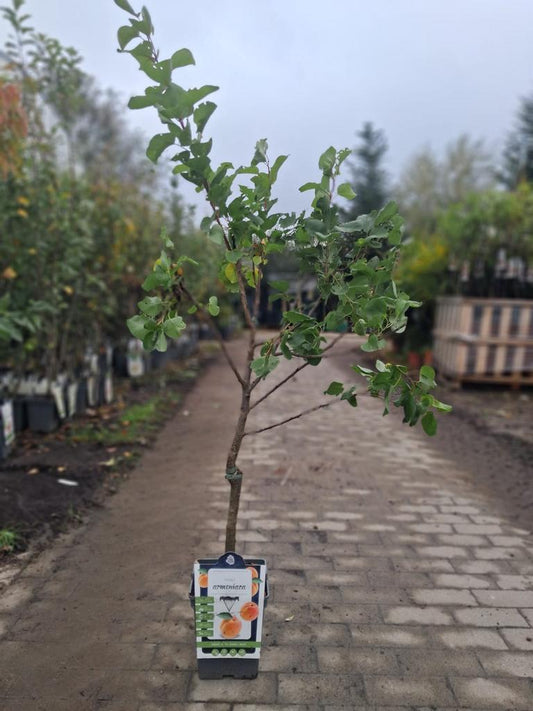 Aprikosenbaum „Prunus armeniaca“ 100–120 cm – Obstbaum für Garten & Kübel | Aprikose kaufen