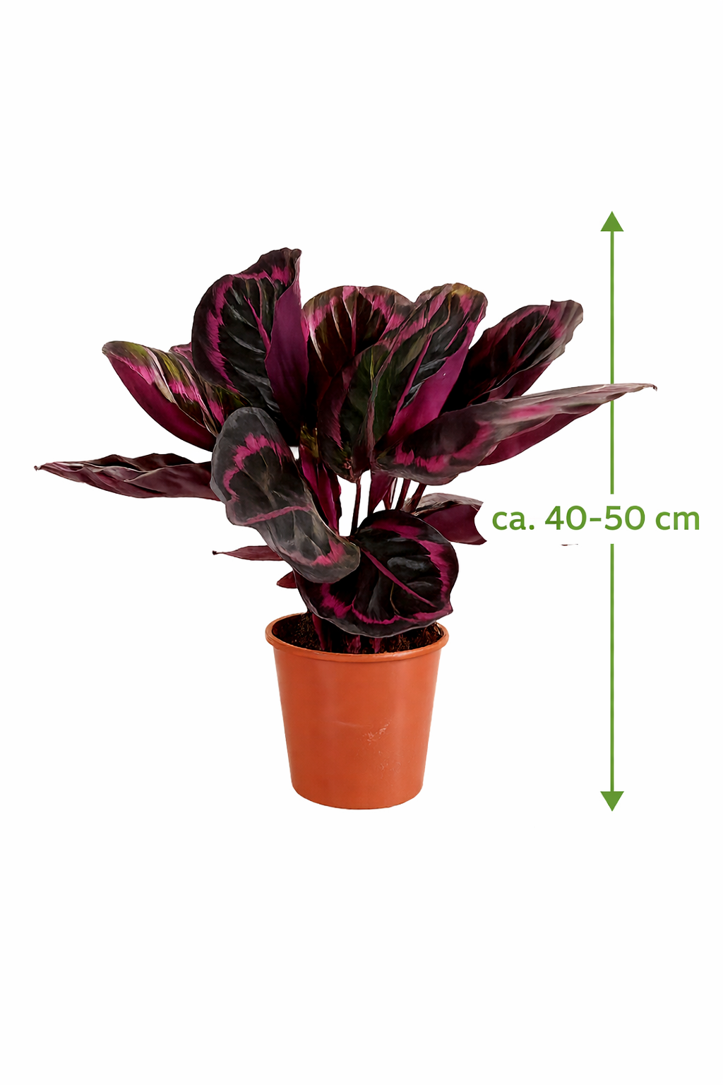 Calathea roseopicta 'Surprise Star' XL – Exotická pokojová rostlina s růžovým vzorem | Snadno udržovatelná kalathea pro váš domov