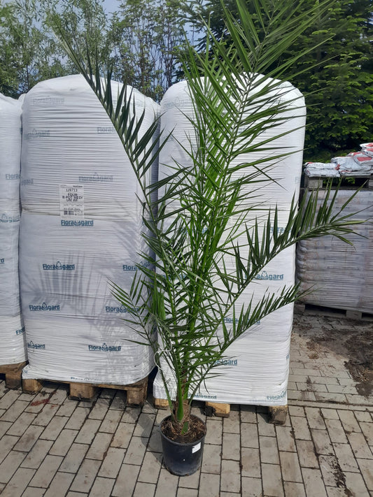 2 kusy 190-210 cm Phoenix canariensis datlovník Kanárský, silné palmy, žádné mladé rostliny DOPRAVA ZDARMA
