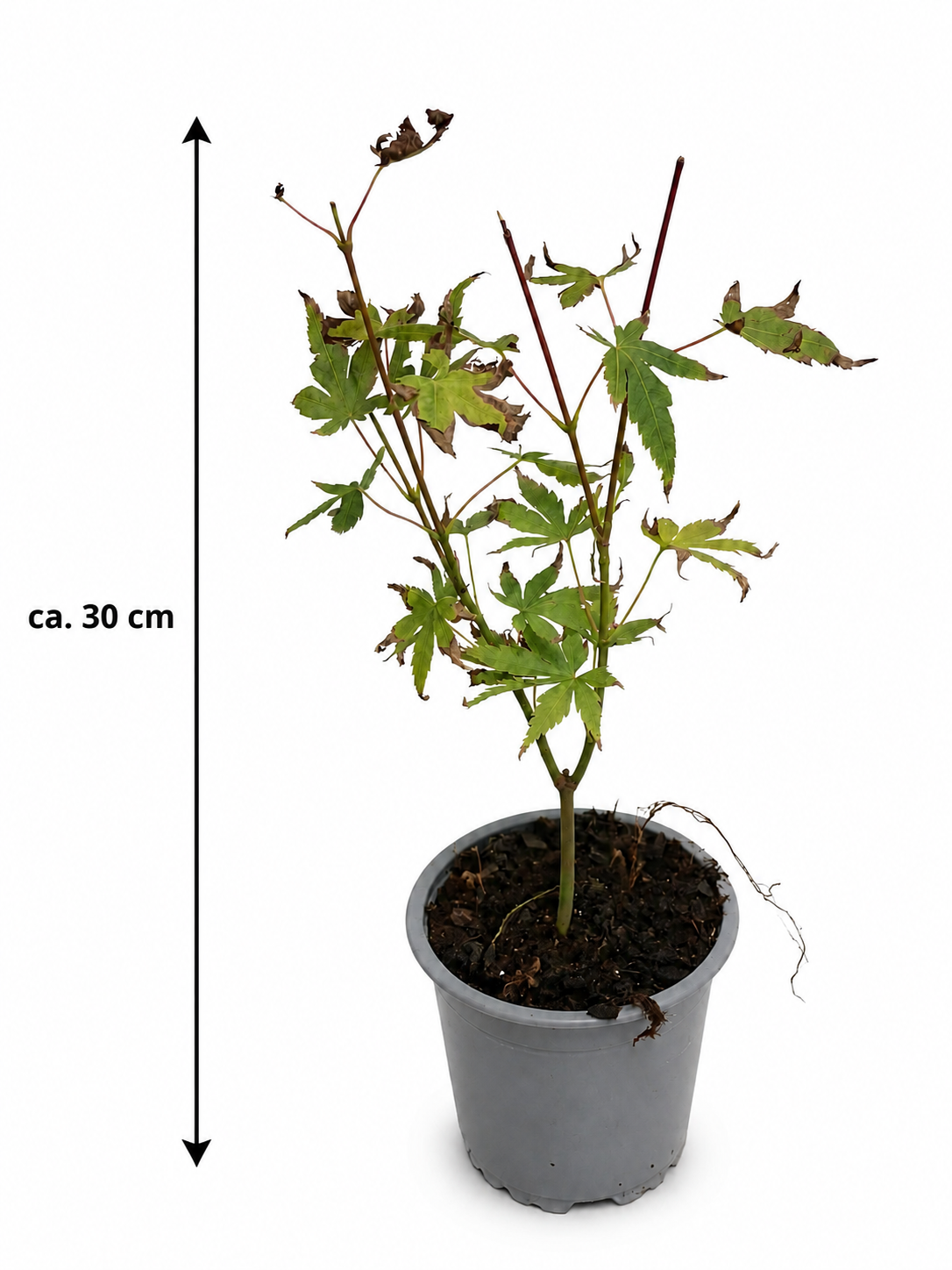 Acer palmatum ‘Orange Dream’ ca. 30 cm – Japanischer Fächerahorn mit leuchtender Herbstfärbung für Garten und Kübel