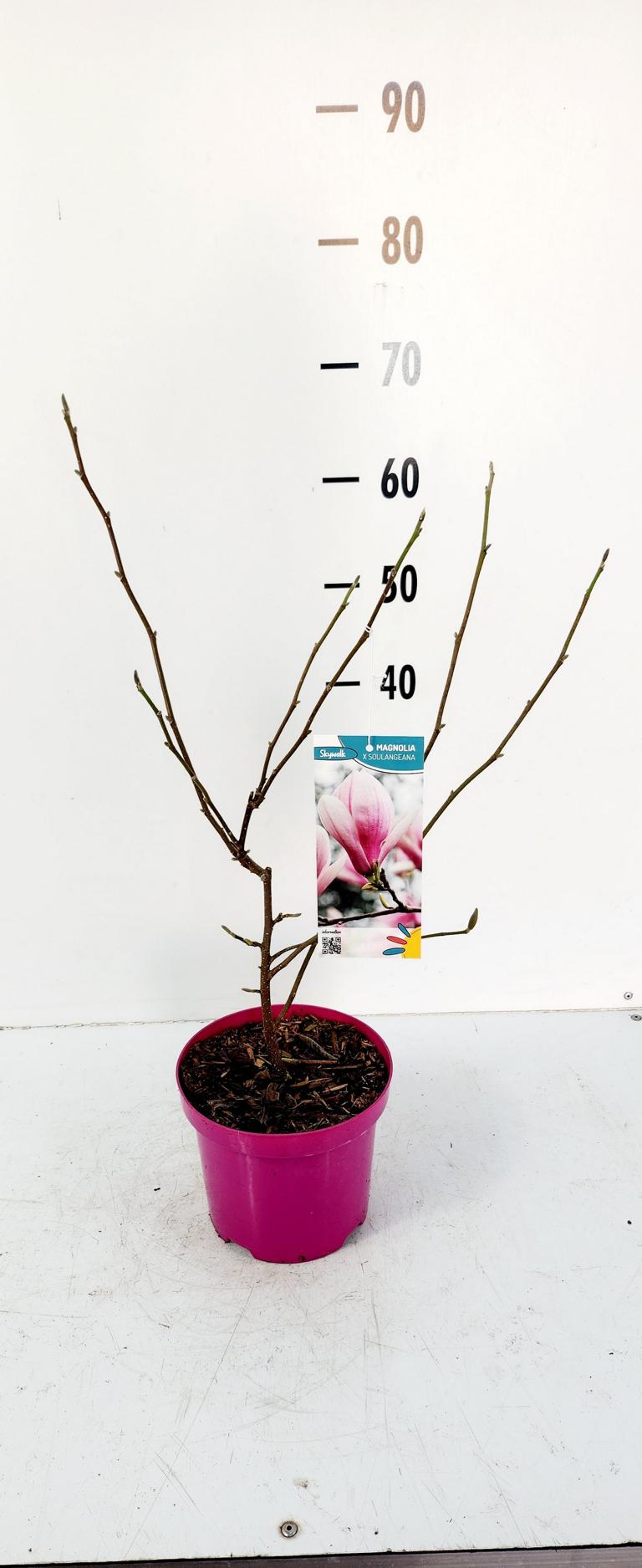 Magnolie 'Soulangeana' 60-80 cm – Zierpflanze für Garten & Terrasse, Frühlingsblüte