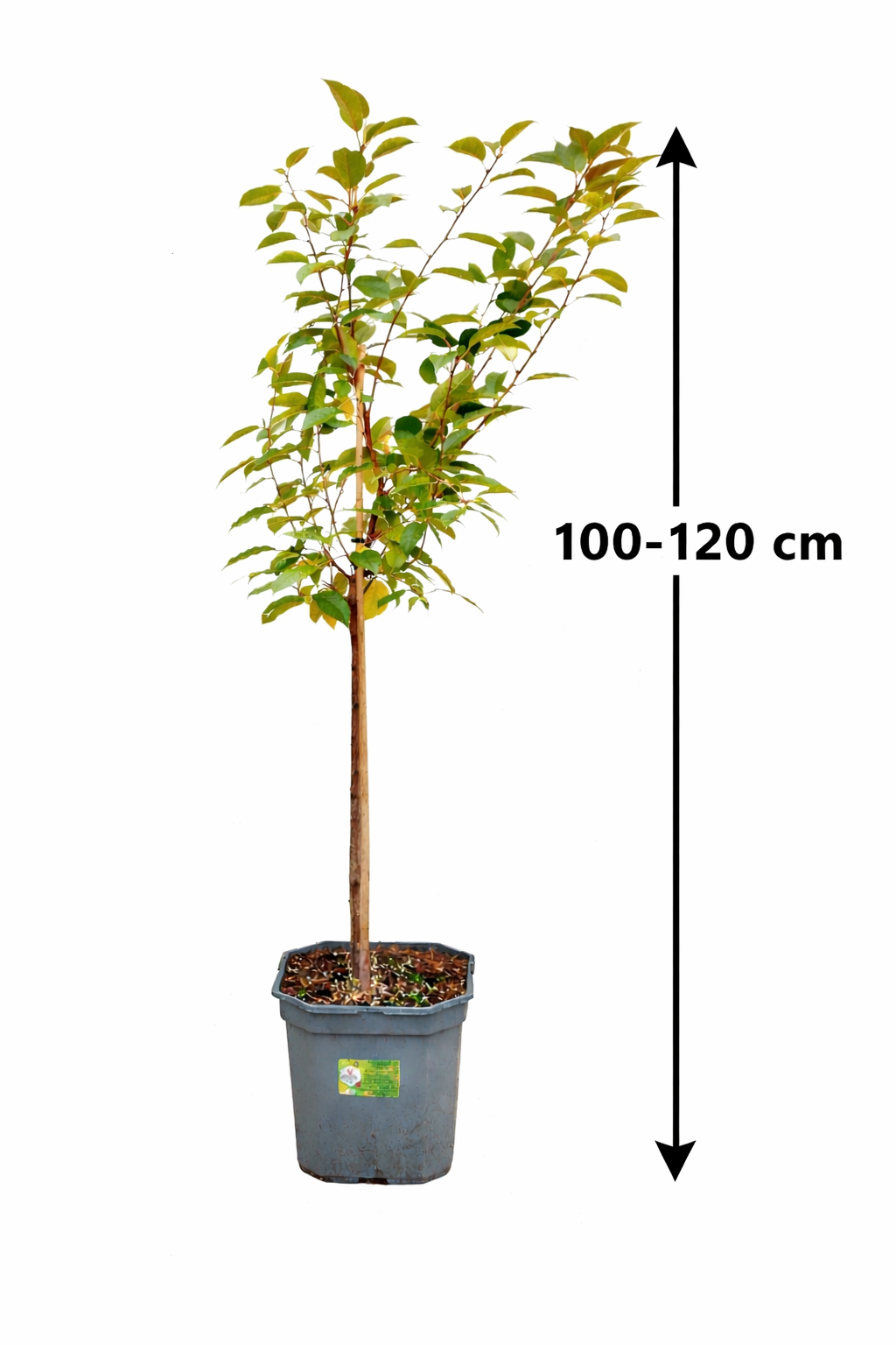 Sauerkirsche ‘Morello’ – Prunus cerasus | robuste Kirschpflanze 100–120 cm | beliebte Schattenmorelle