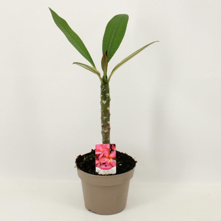 Plumeria 'Bordeaux' ca. 60 cm – Frangipani Tempelbaum | Exotische, duftende Hawaii-Blume im Topf