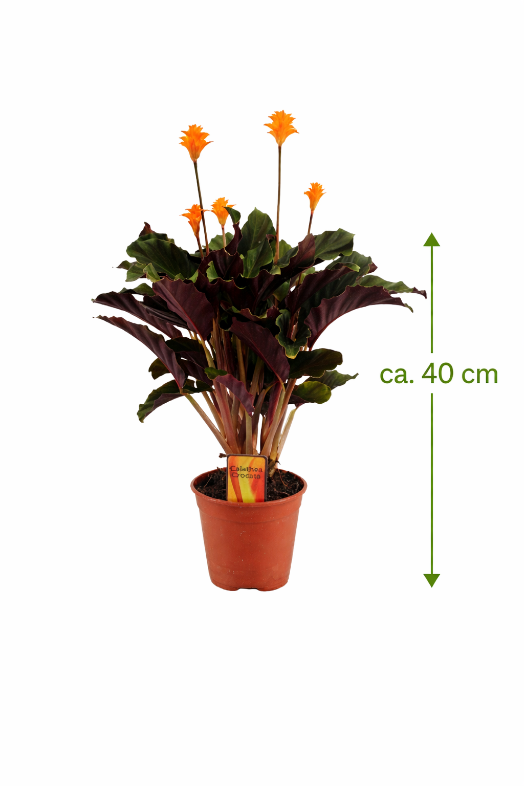 Calathea Crocata ca. 40 cm – Korbmarante Zimmerpflanze Grünpflanze haustierfreundlich