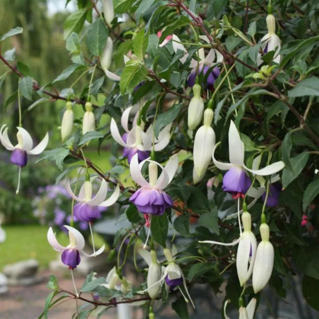 Freilandfuchsie Blue Sarah / Delta Blue 3er Set Topf 9 cm Ø Fuchsia Winterhart