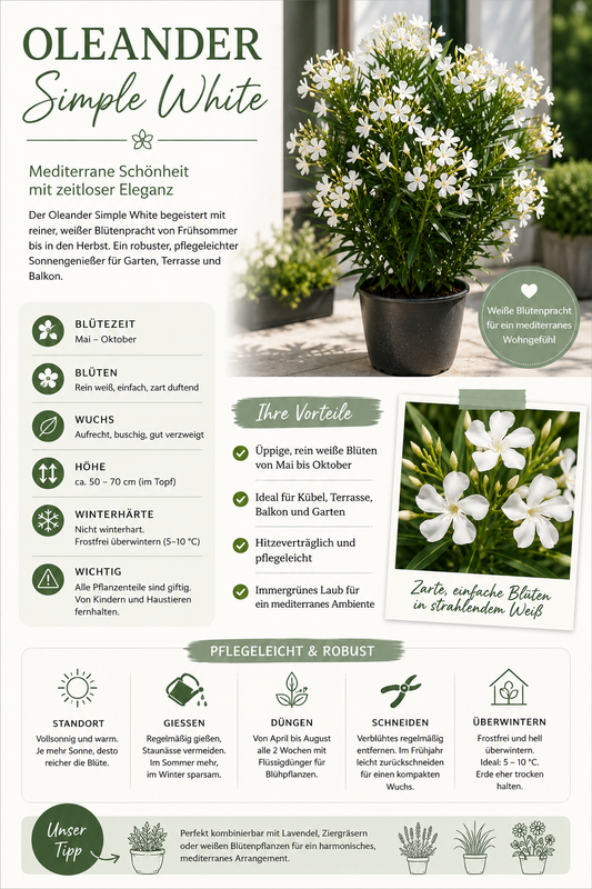 Oleander Weiß 50-70 cm Nerium Oleander weiß Einfachblüte Mediterrane Kübelpflanze Wintergarten Terrasse Balkon