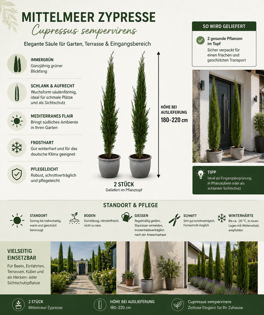 2 Stück Mittelmeer-Zypresse 180-220 cm | Cupressus sempervirens | Italienische Zypresse | Toskanazypresse | Immergrüner Solitärbaum