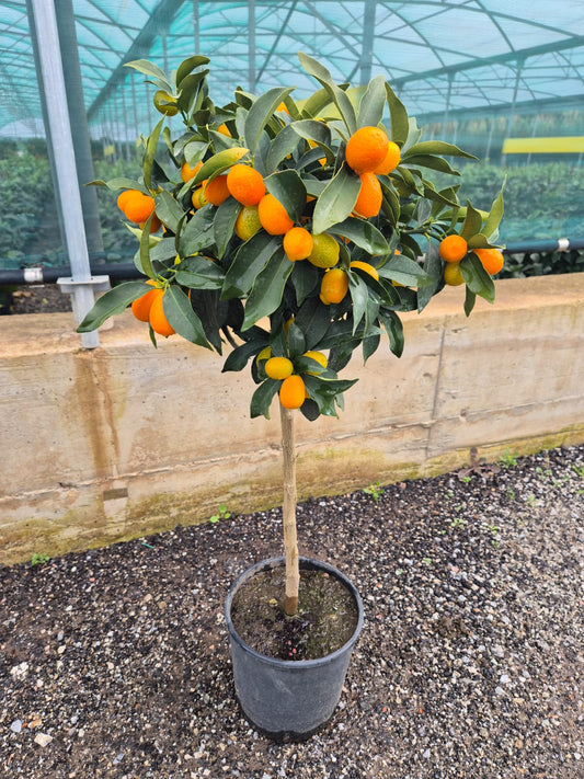 Kumquat Citrus Fortunella – Ovale Kumquat (Fortunella margarita) 90-110 cm – Exotische Zitruspflanze für Garten und Terrasse