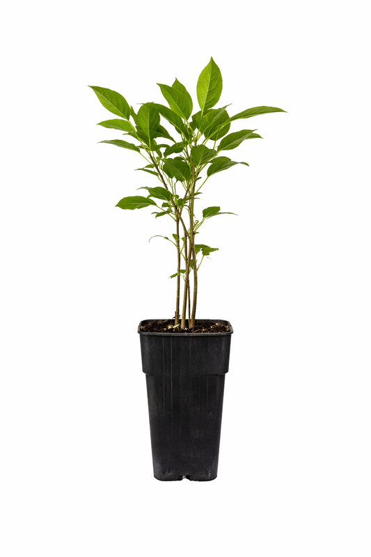 Mini-Kiwi / Kiwibeere ‘Kens Red’ (Actinidia arguta) – winterhart, rotfleischig, 30–50 cm