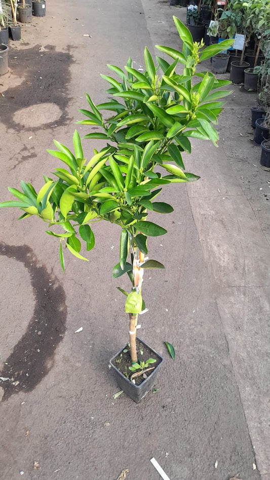 Nova Mandarin (bezsemínková mandarinka) 120-150 cm – Ideální do zahrady a na terasu