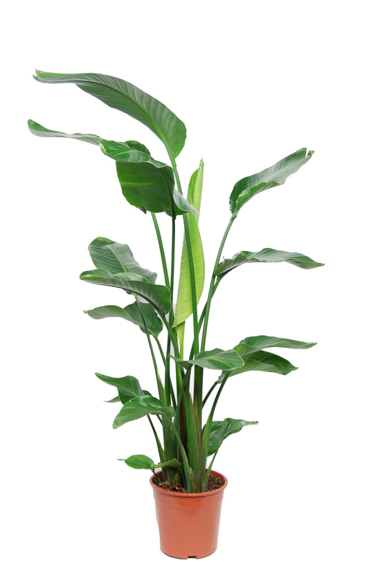 Strelitzia nicolai 120-140 cm Baumstrelitzie Baum-Paradiesvogelblume Zimmerpflanze - Luft reinigend