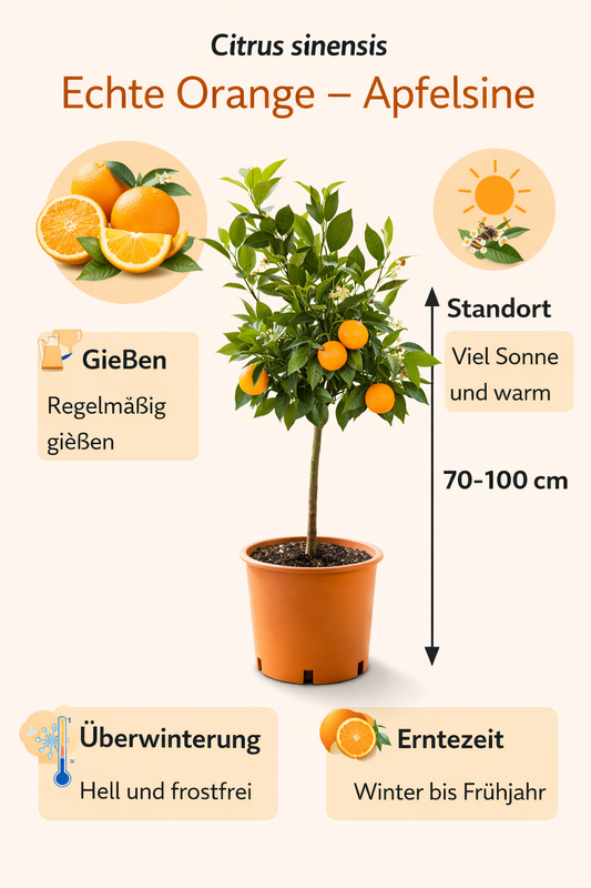 Citrus sinensis Orangenbaum Apfelsine Pflanze 70–100 cm echte Orange Zitruspflanze winterhart bedingt Zimmerpflanze mediterran