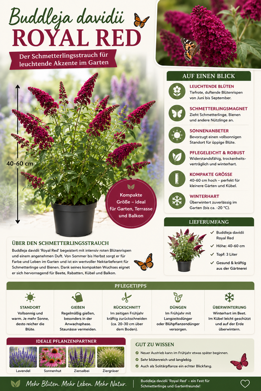 Buddleja davidii 'Royal Red' 40–60 cm – Sommerflieder – Schmetterlingsflieder – Blütenstrauch im 3L Topf