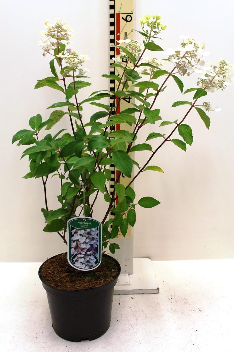 Panicle Hydrangea 'Unique' 5l květináč 40-80 cm Hydrangea paniculata 'Unique'