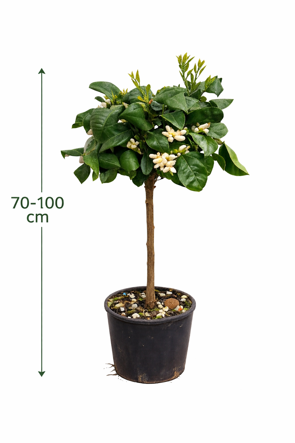 Orangenbaum Arcobal 70–100 cm – Citrus sinensis ‘Arcobal’ – Regenbogen-Orange, winterharte Kübelpflanze, Zitrusbaum für Balkon & Terrasse
