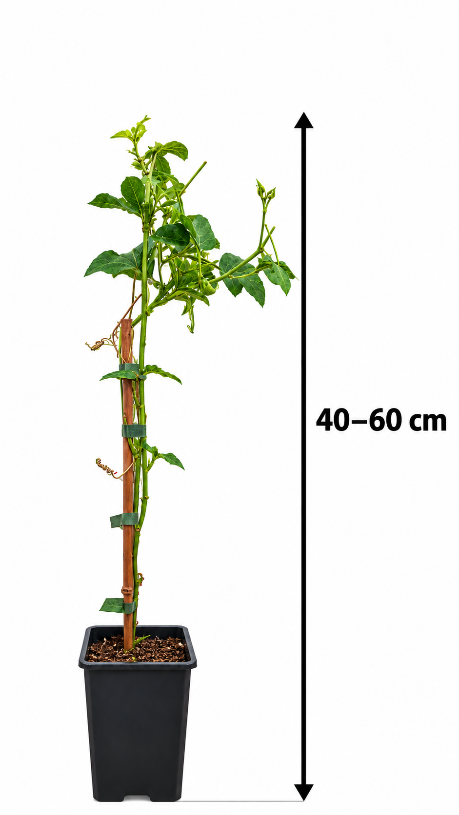 Passionsfrucht ‘Cooltropics® Snowstar®’ – winterharte Passionsblume mit weißen Blüten und essbaren Früchten – 40–60 cm inkl. Topf