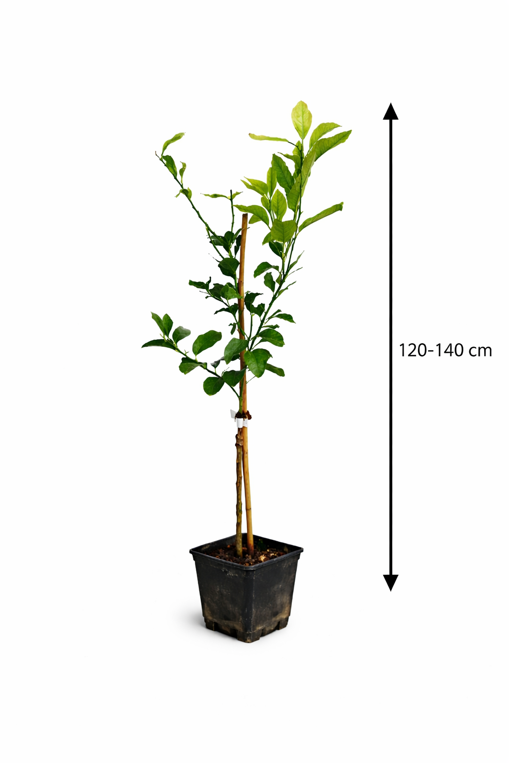 Citrus limon Verna 120-140 cm – Zitronenbaum Verna – Echter Zitronenbaum – Mediterrane Kübelpflanze mit aromatischen Früchten