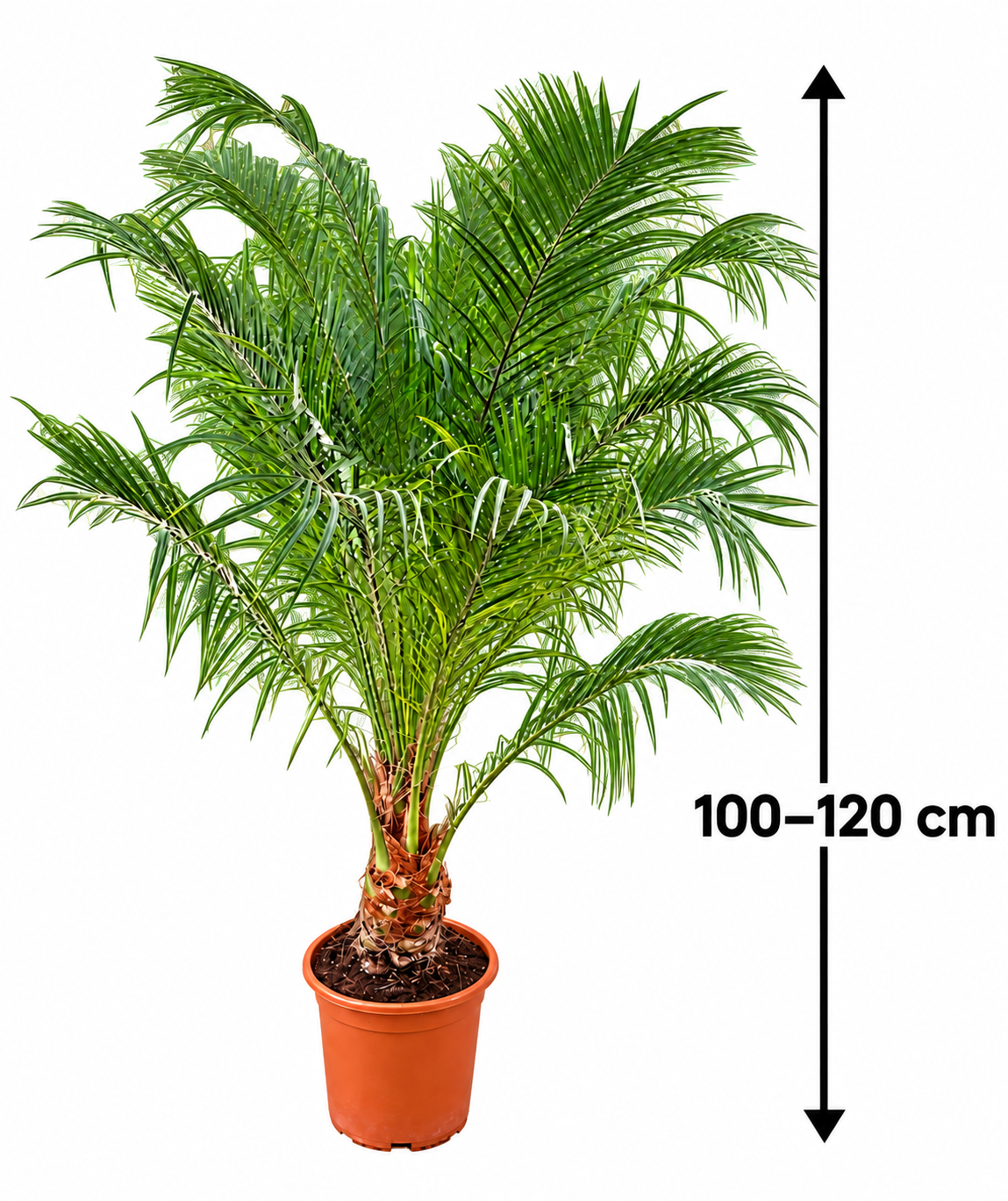 Zwerg-Dattelpalme 100–120 cm – Phoenix roebelenii, elegante Zimmerpalme für Wohnzimmer, Wintergarten & Terrasse